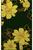 FLORESCENCE